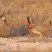 Lesser Prairie-Chicken